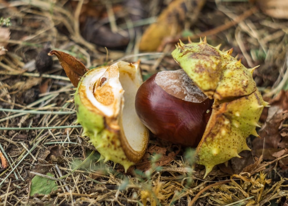 A round shape, a spiky shell, and a white spot: horse chestnuts should not be eaten