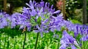 Schmucklilien sind mehrj&auml;hrig, aber nur, wenn man sie richtig &uuml;berwintert
