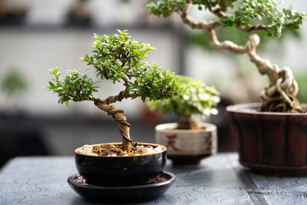 Bonsai verliert Bltter? Typische Ursachen - myHOMEBOOK