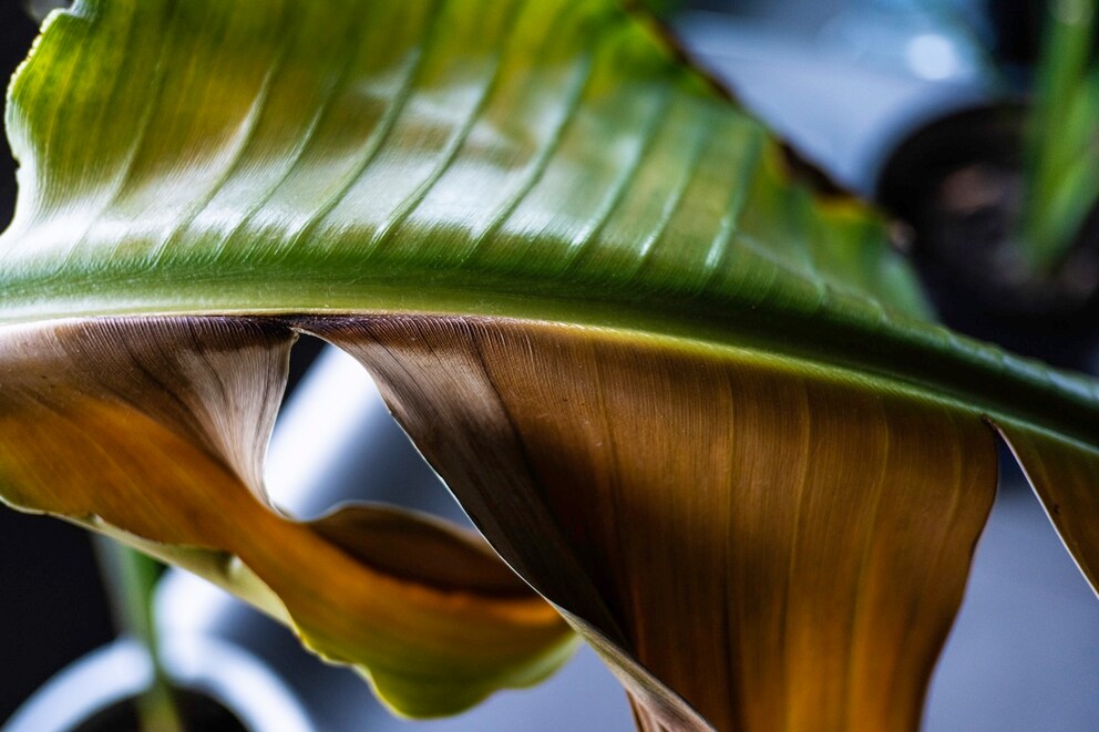 Strelitzia