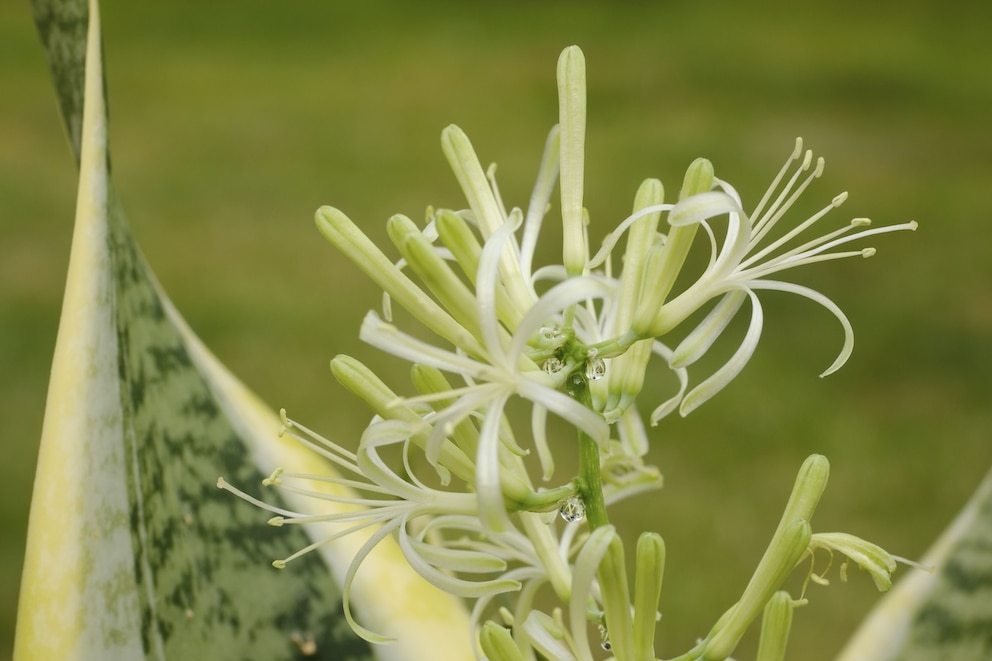 Bl&uuml;te Bogenhanf