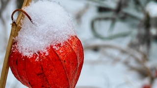 Man unterscheidet essbare Physalis und Zierpflanzen. Die Zierphysalis muss nicht überwintert werden, sie bleibt auch bei Schnee und Eis im Garten.