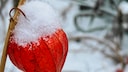 Man unterscheidet essbare Physalis und Zierpflanzen. Die Zierphysalis muss nicht &uuml;berwintert werden, sie bleibt auch bei Schnee und Eis im Garten.