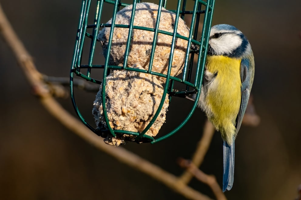 Fat balls in a feeder