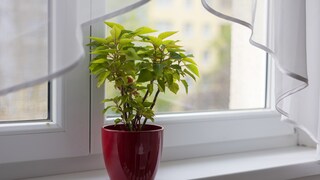 Es kann verschiedene Gründe haben, wenn der Weihnachtsstern seine Farbe verliert