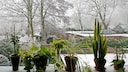 Im Winter leiden unsere Zimmerpflanzen an ver&auml;nderten Bedingungen. Das l&auml;sst sich jedoch vermeiden.