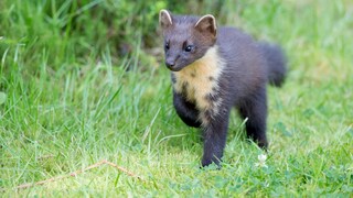 Baummarder sind in Deutschland weit verbreitet und meiden in der Regel Menschensiedlungen