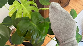 Socken-Trick Pflanzen