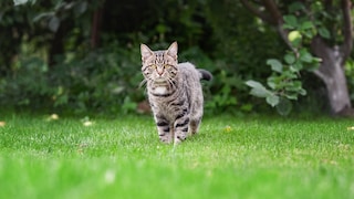 Katze im Garten