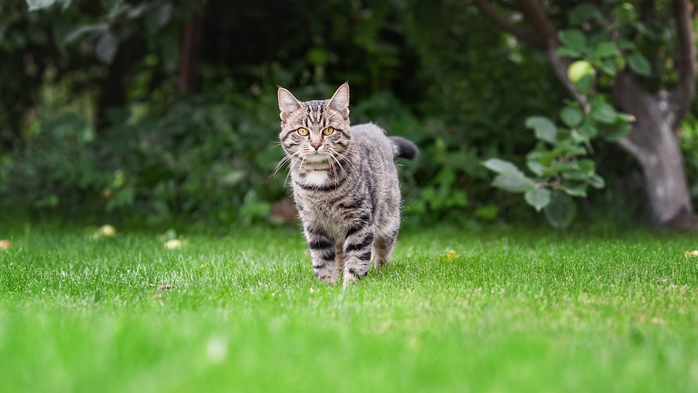 Katze im Garten