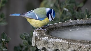 Vogeltränke Winter zugefroren