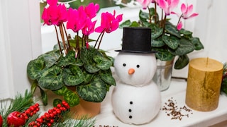 Wenn man die Vorlieben des Alpenveilchens beachtet, kann man sich den ganzen Winter an den Blüten erfreuen