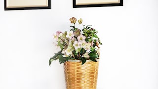 Christrosen sind eine gute Alternative zum Weihnachtsstern. Nach Weihnachten können sie ausgepflanzt werden.