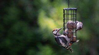 Auch Buntspechte (hier ein Jungvogel) bedienen sich gerne an Meisenknödeln und Co.