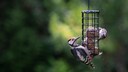 Auch Buntspechte (hier ein Jungvogel) bedienen sich gerne an Meisenkn&ouml;deln und Co.
