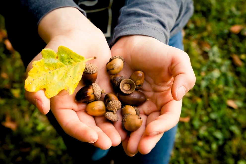 Kann man Eicheln essen?