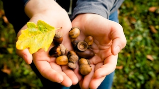 Im Herbst liegen Eicheln zu Hauf auf dem Boden. Man kann mit Ihnen basteln, sie als Deko verwenden, aber auch essen?