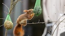 N&uuml;sse, Fr&uuml;chte und Samen stehen auf dem Speiseplan der heimischen Eichh&ouml;rnchen