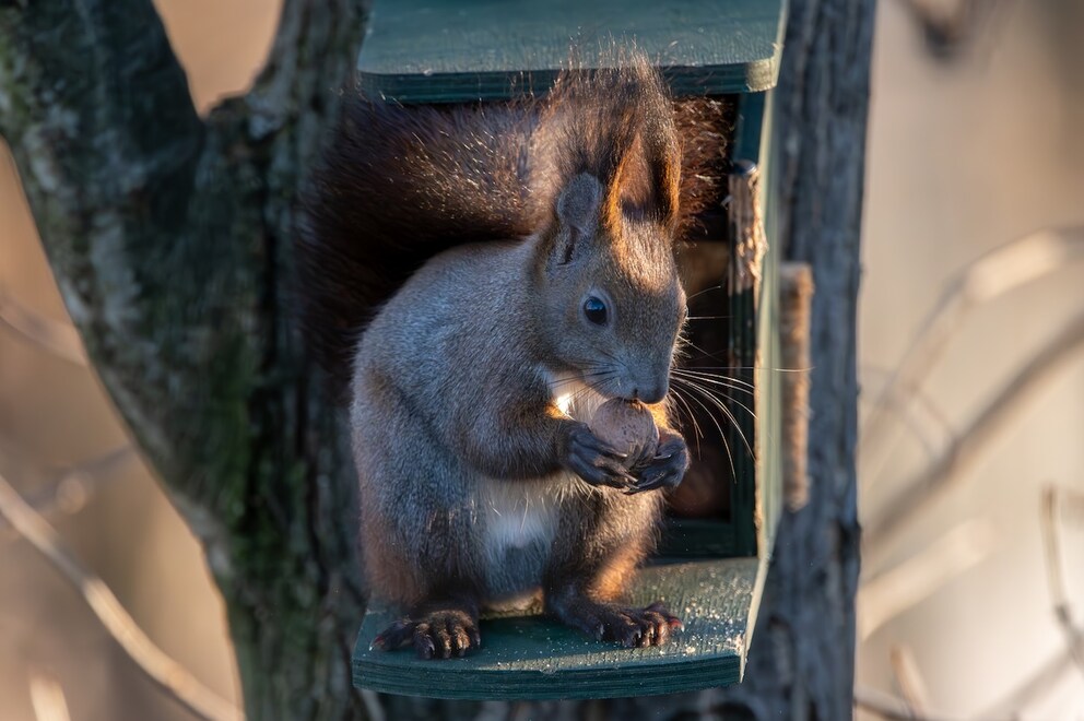 The feeding station should be set up so that predators like cats cannot reach it