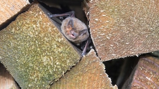Fledermäuse suchen für ihren Winterschlaf nach Verstecken