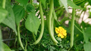Die Gartenbohne ist zur Giftpflanze des Jahres gewählt worden