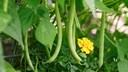 Die Gartenbohne ist zur Giftpflanze des Jahres gew&auml;hlt worden