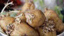 Um das Keimen von Kartoffeln zu verhindern, gibt es einen einfachen Trick
