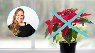 So hübsch sie auch aussehen, die myHOMEBOOK-Redakteurin Franka Kruse-Gering wird keinen Weihnachtsstern mehr kaufen