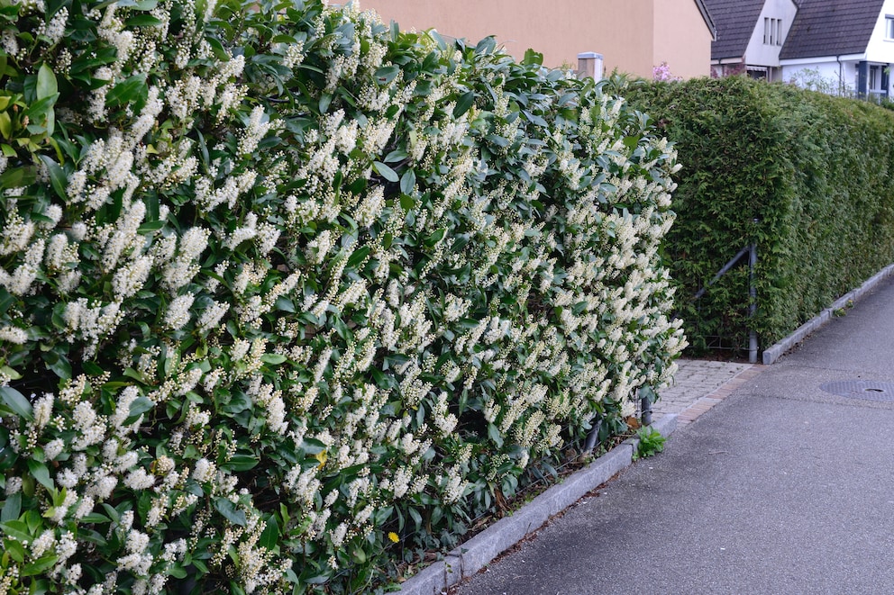 Typische Nachteile von Kirschlorbeer im Garten
