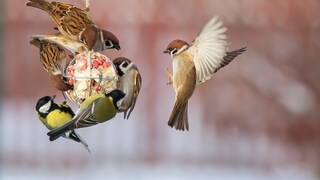 Vögel füttern im Winter