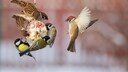 V&ouml;gel f&uuml;ttern im Winter
