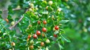 Chinesische Dattel Ziziphus jujuba