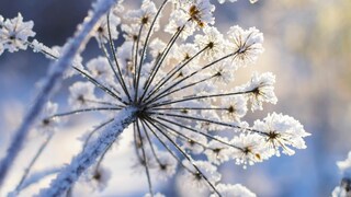Frost im Januar soll laut Bauernregel ein freundliches Jahr voraussagen