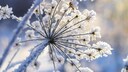 Frost im Januar soll laut Bauernregel ein freundliches Jahr voraussagen