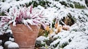 Pflanzen im Garten ben&ouml;tigen auch im Winter Pflege