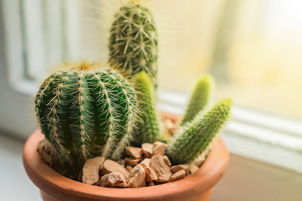 Wie man einen faulenden Kaktus noch retten kann - myHOMEBOOK