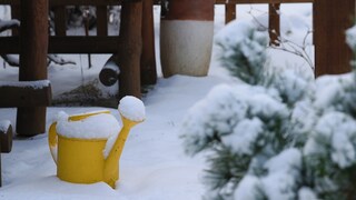 Kann man mit gesammeltem Schnee Pflanzen gießen?