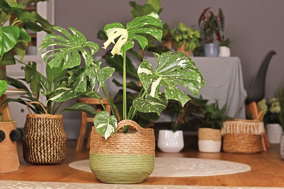 philodendron scanders Philodendron scandens Houseplants - Sweetheart Plant | Hortology main image 1