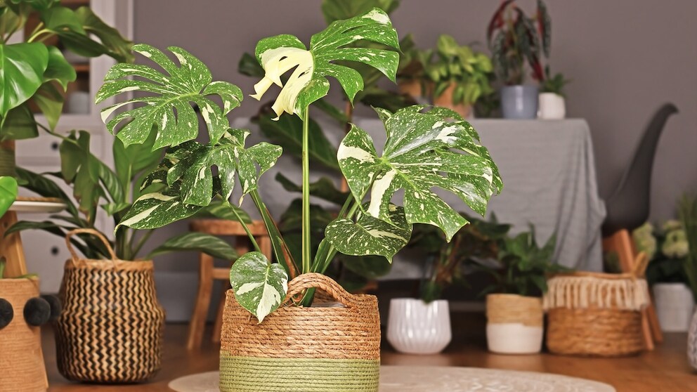 Diese Pflege braucht eine Monstera im Winter - myHOMEBOOK