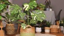 Die Monstera ben&ouml;tigt im Winter eine besondere Pflege