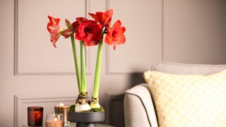 Eine Amaryllis muss nach der Blüte nicht entsorgt werden, man kann ihr Leben verlängern