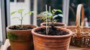 Tomaten z&auml;hlen zum beliebtesten Gem&uuml;se, doch kann man sie schon im Januar vorziehen?