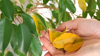 Viele Ficus verlieren im Winter ihre Blätter