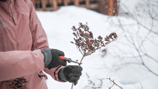 Beim Pflanzenschnitt im Januar sollten immer mindestens –5 Grad Celsius vorherrschen