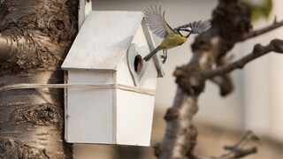 Wer einen Nistkasten reinigen möchte, muss unter anderem darauf achten, keine anderen Tiere zu stören