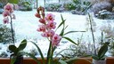 Orchideen Winter Pflege