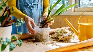 Orchideenwurzeln schneiden