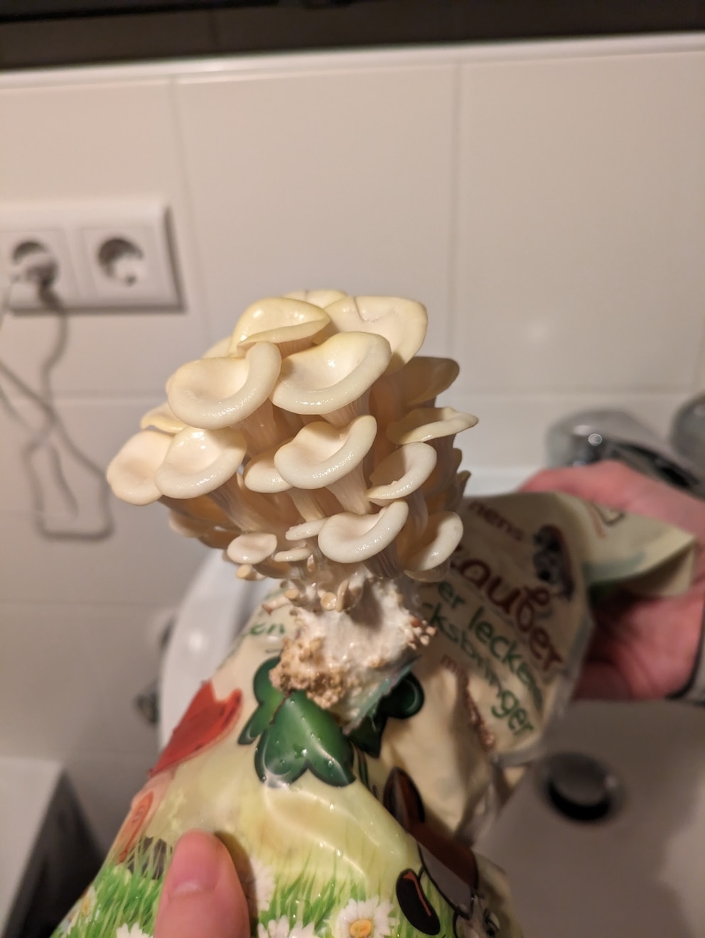 Pilze z&uuml;chten