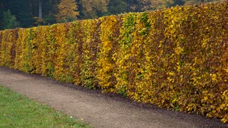 Rotbuchenhecke