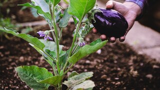 Aubergine